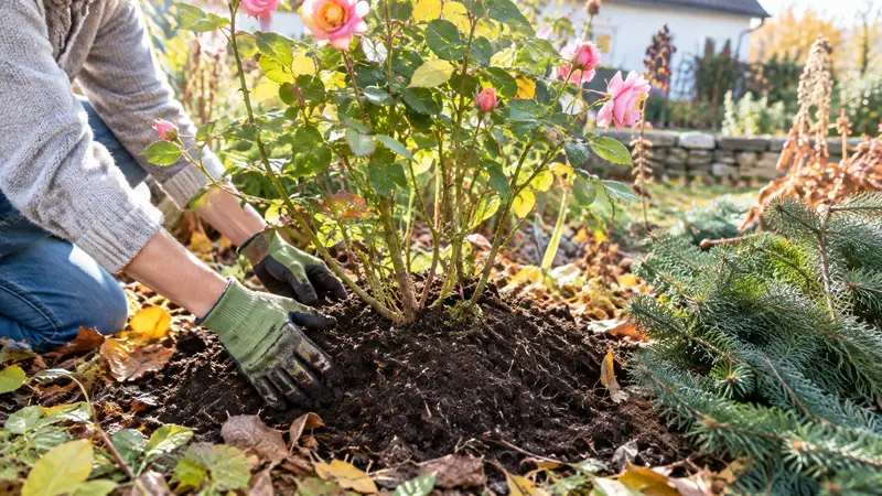 Hände in Gartenhandschuhen häufeln Kompost und Erde um einen Rosenstrauch, daneben liegen Zweige als Reisig bereit