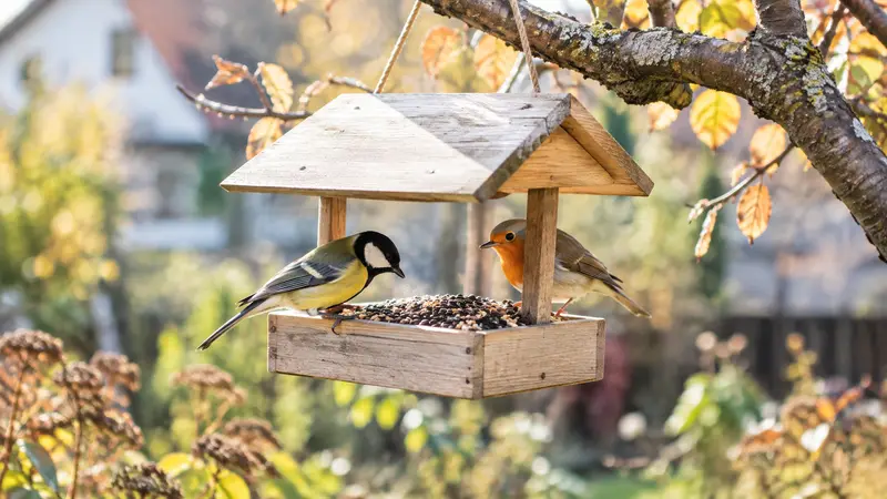 Kohlmeise und Rotkehlchen sitzen an einem hölzernen Futterhaus in einem Garten mit buntem Herbstlaub